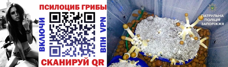 Галлюциногенные грибы Psilocybine cubensis  omg вход  Югорск 